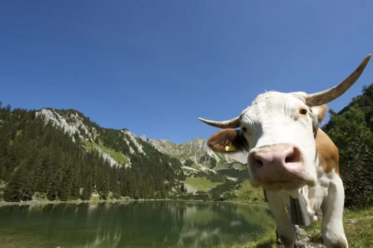 De Franse Alpen- Frankrijk